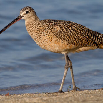 Long-billed Curlew