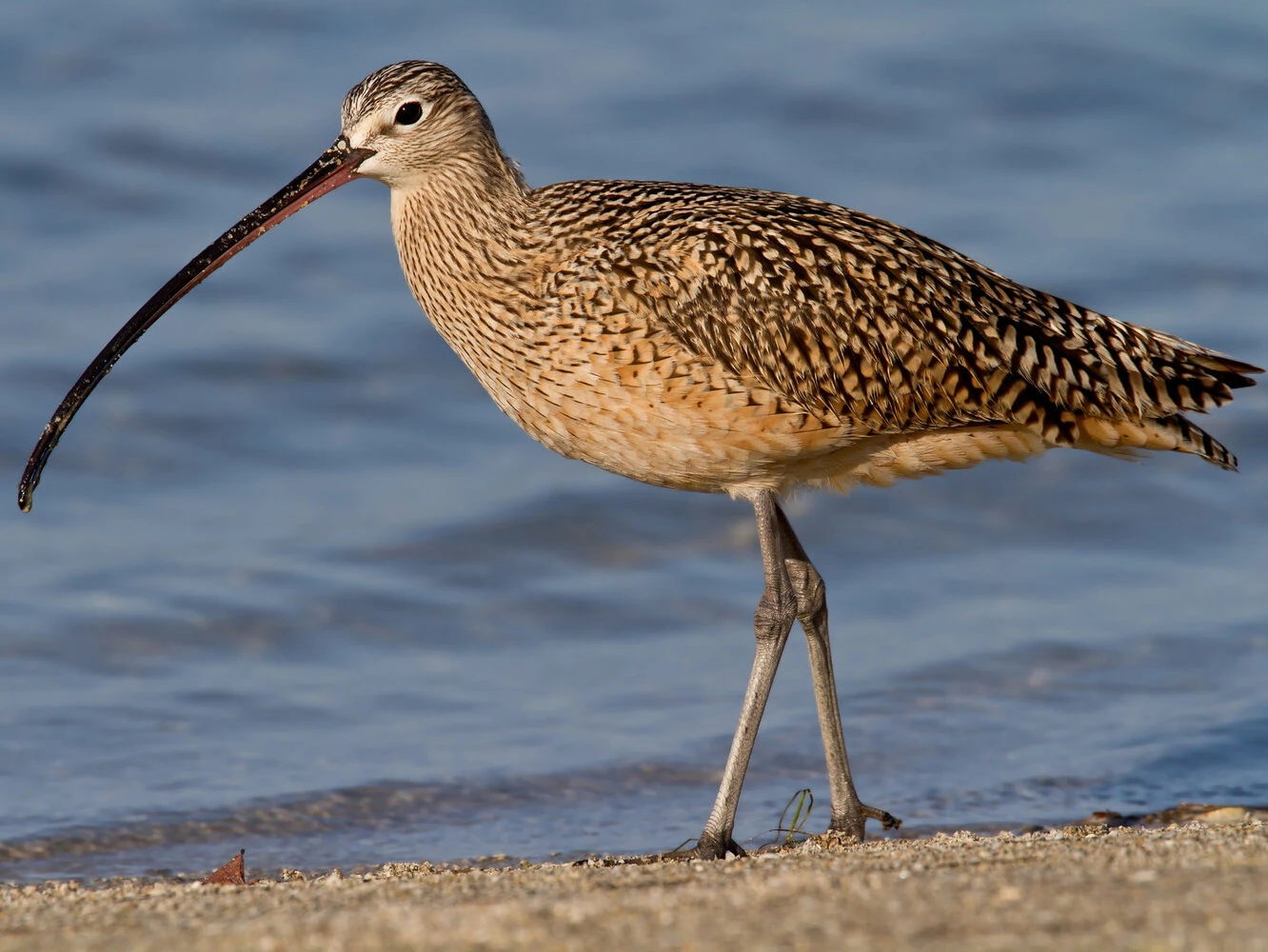 Long-billed Curlew (Numenius americanus)