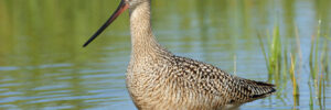 All The Shorebirds In Michigan And Their Calls