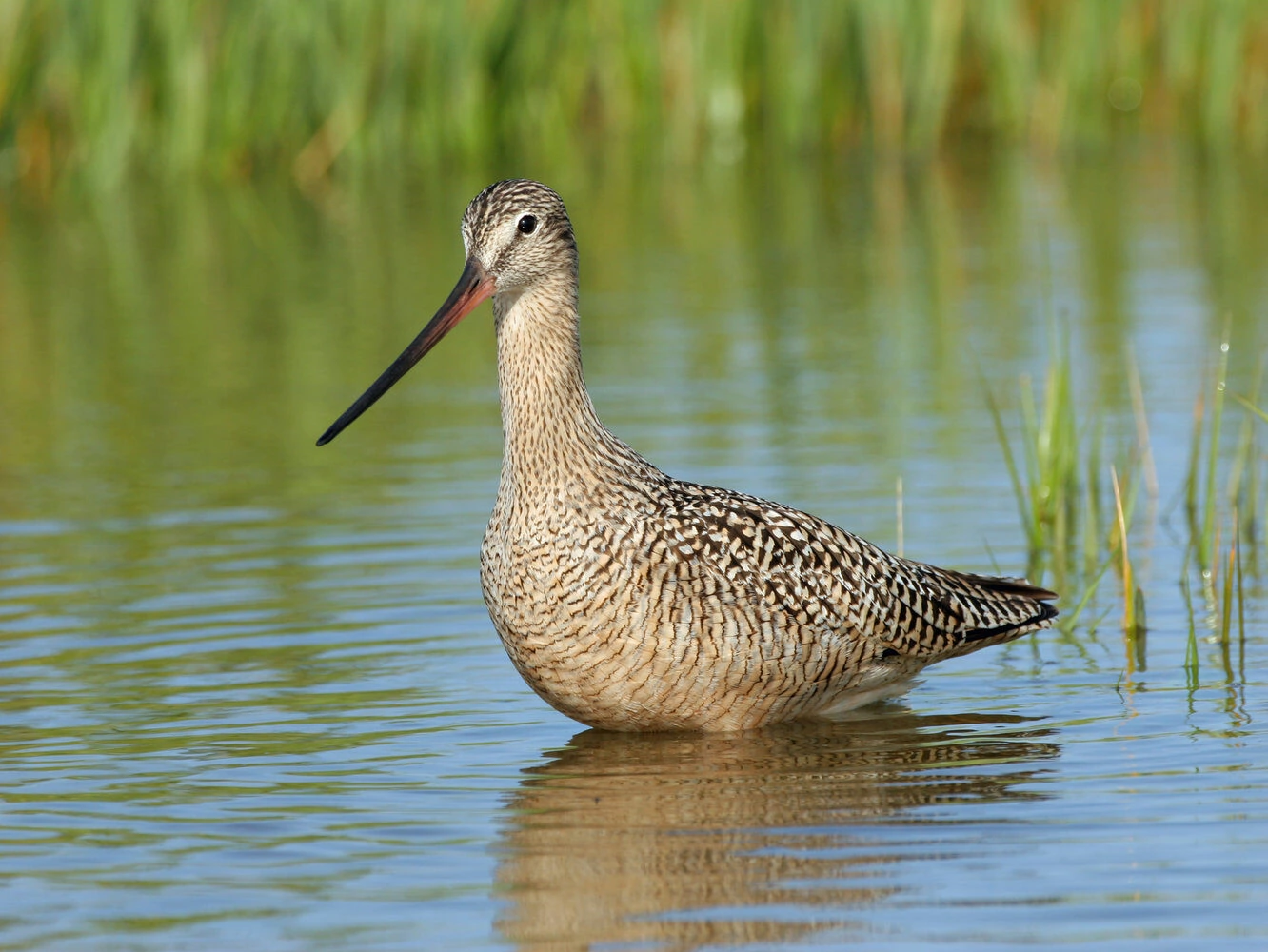 Marbled Godwit