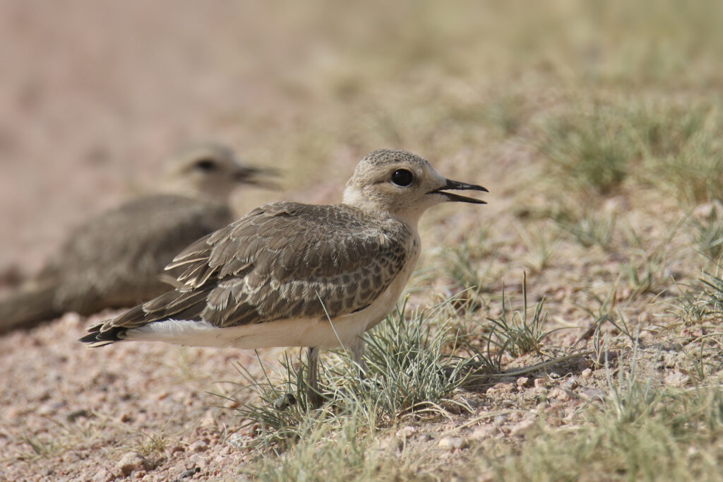 Mountain Plover 