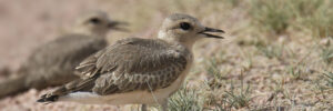 Mountain Plover