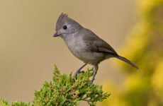 Oak Titmouse