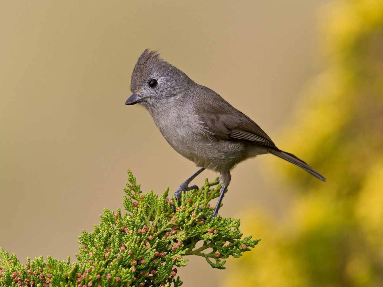 Oak Titmouse Adult