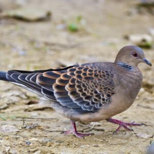 9 Types of Doves and Pigeons In Canada (Photo, ID, Calls)