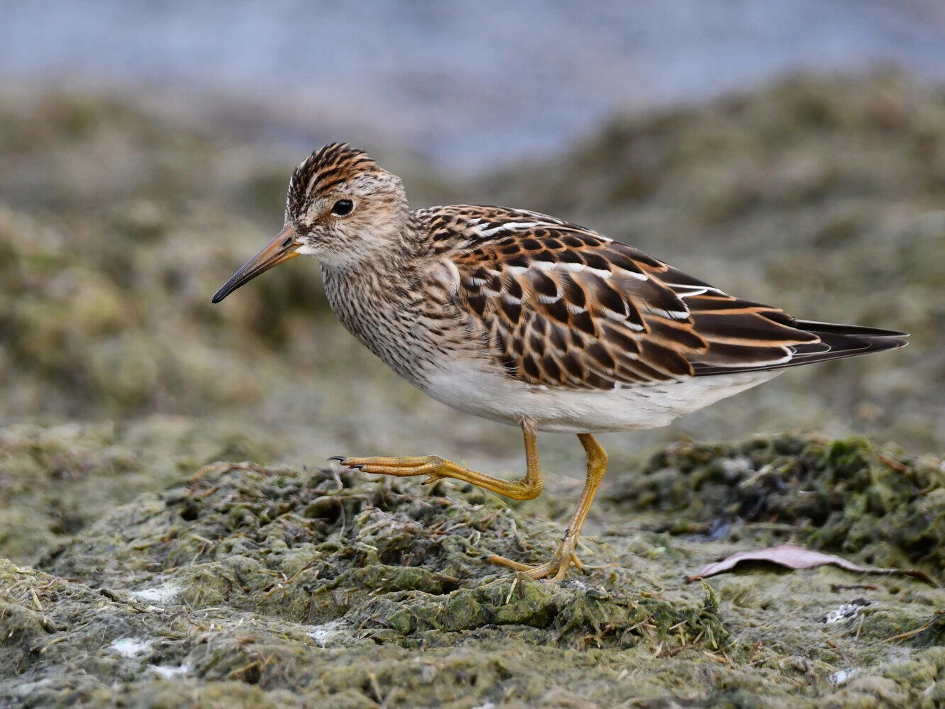 Pectoral Sandpiper