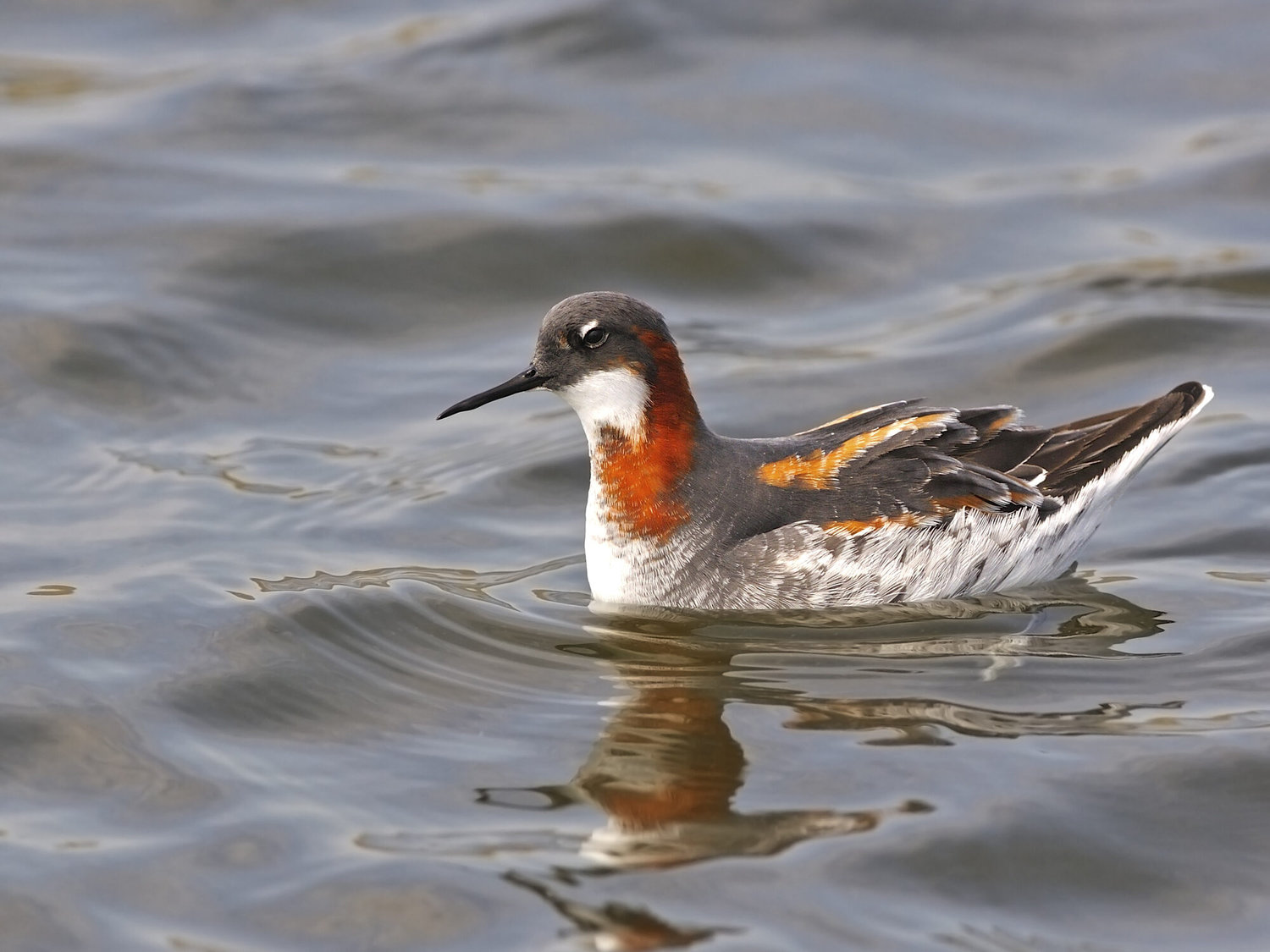 Red-necked Phalarope