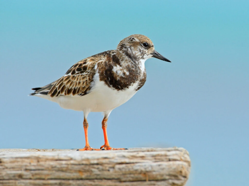 Ruddy Turnstone nonbreeding