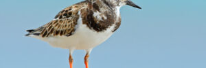 All The Shorebirds In Alberta And Their Calls