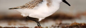 33 Shorebirds In Alabama (And Their Calls)