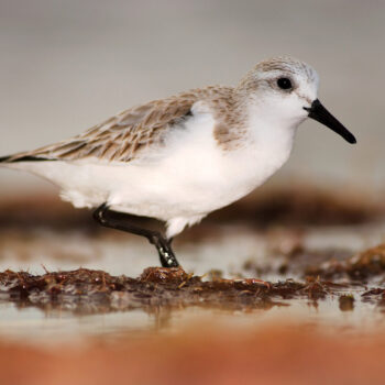 Semipalmated Sandpiper