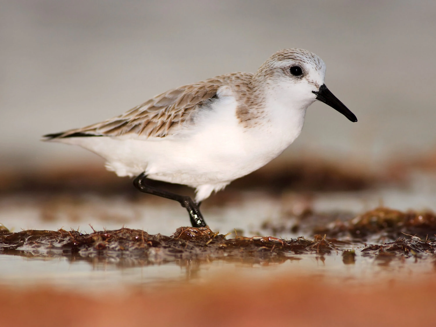 Semipalmated sandpiper