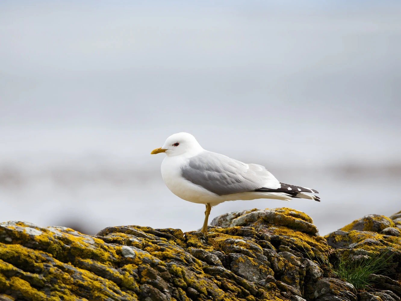 short-billed gull (common gull)