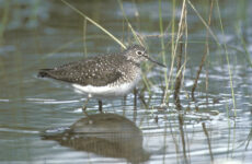 All The Shorebirds In Kansas And Their Calls