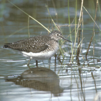 Solitary Sandpiper