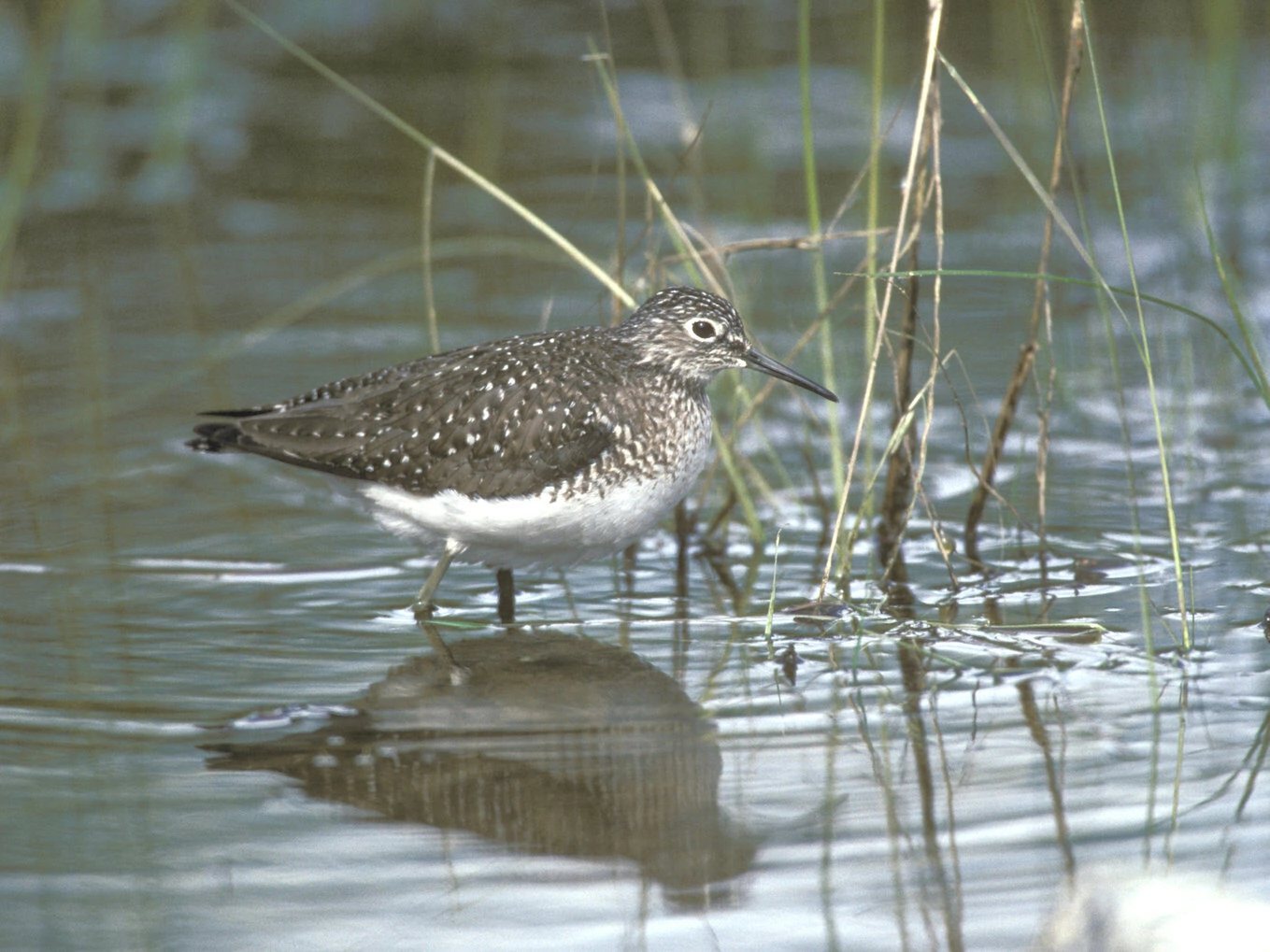 Solitary sandpiper,