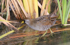 All The Shorebirds In New Jersey And Their Calls