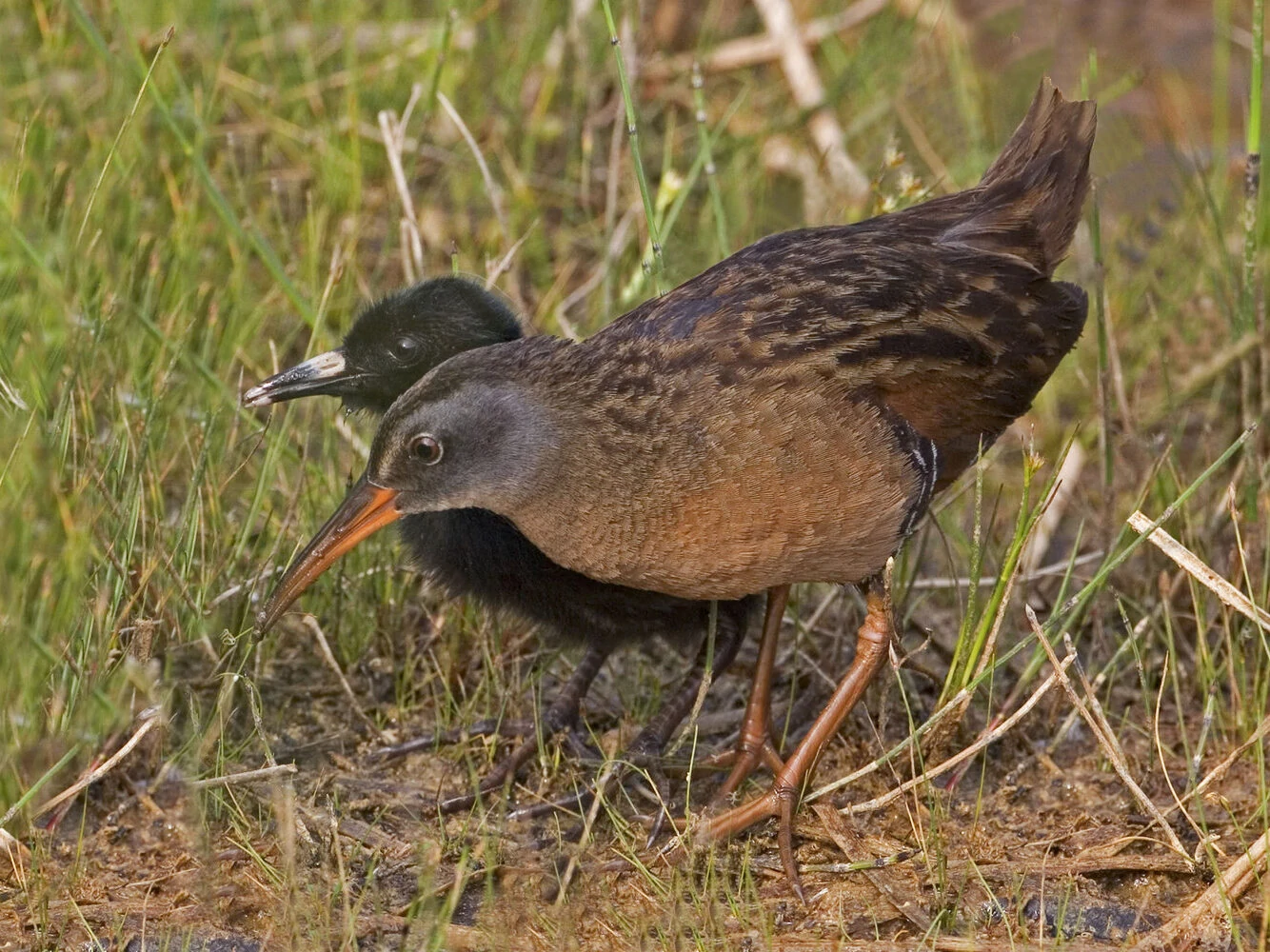An Adult and chick, Virginia Rail, Rallus limicola