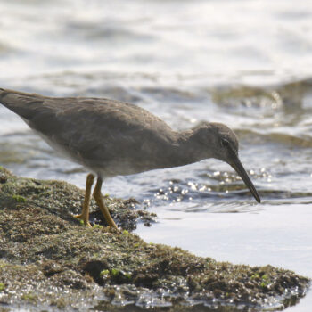 Wandering Tattler