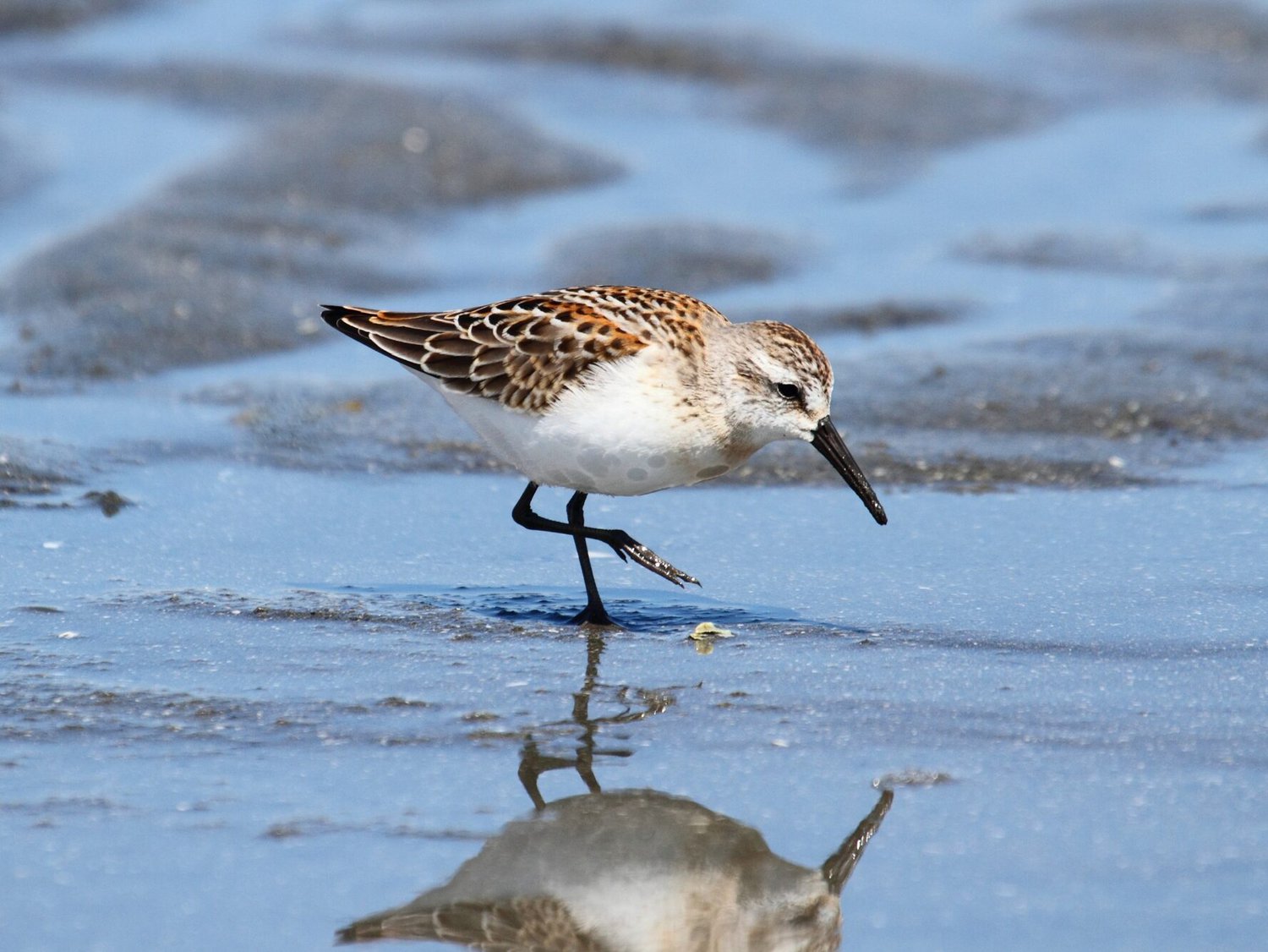 Western Sandpiper (Calidris mauri)  breeding