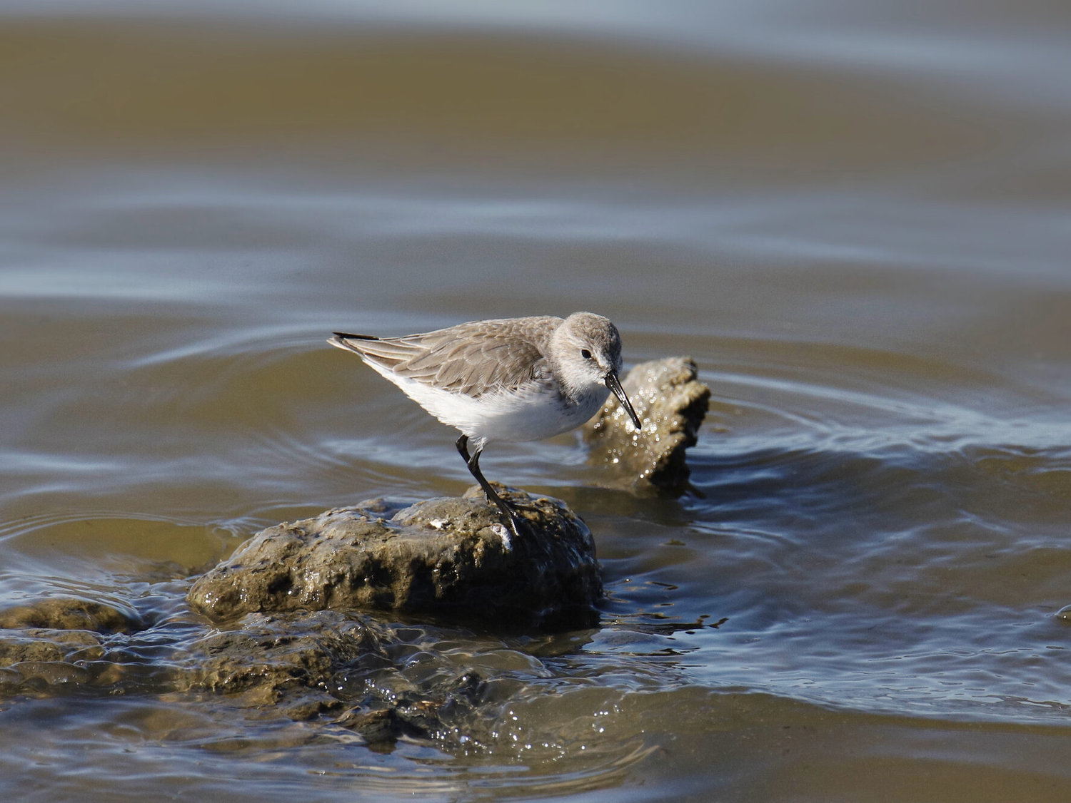 Western Sandpiper (Calidris mauri)  Nonbreeding