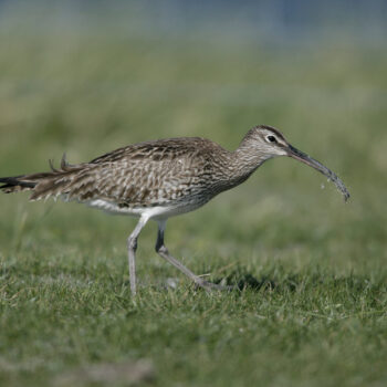Whimbrel