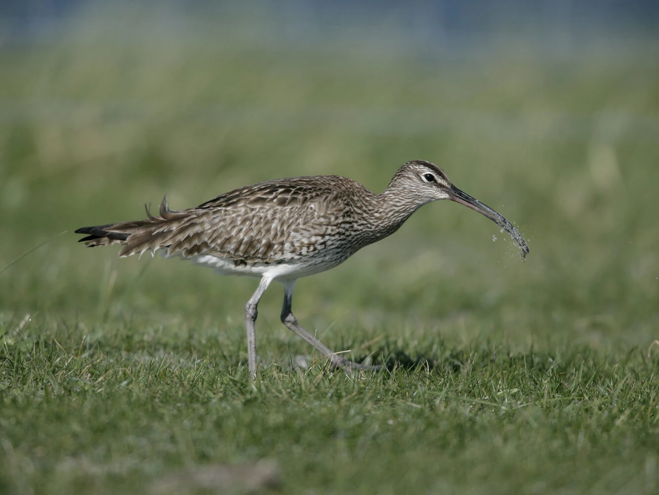 Whimbrel, Numenius phaeopus