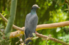 7 Types of Doves and Pigeons In North Carolina (Photo, ID, Calls)