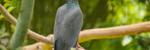 7 Types of Doves and Pigeons In North Carolina (Photo, ID, Calls)