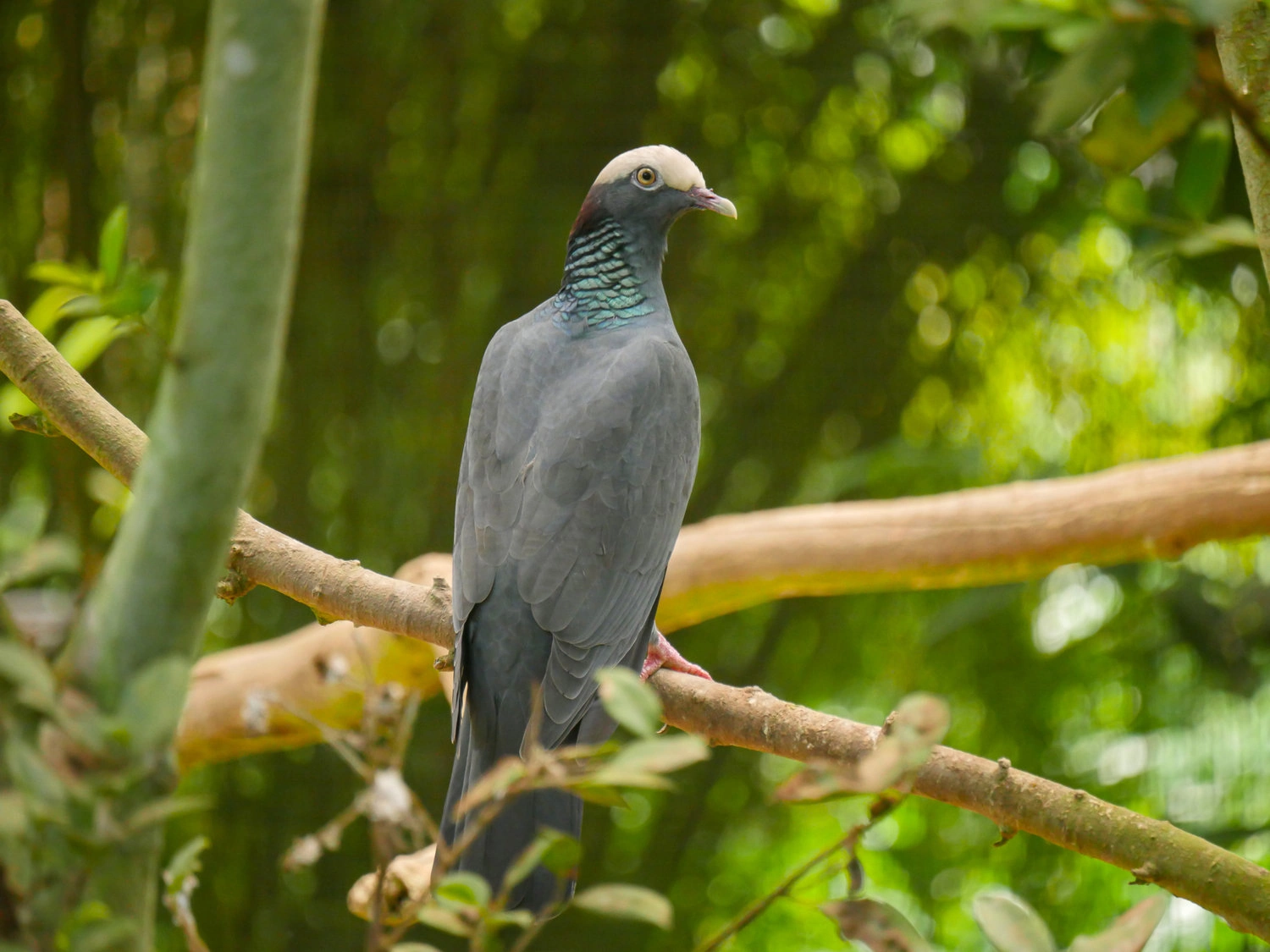 White-crowned Pigeon Adult