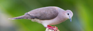 11 Types of Doves and Pigeons In Texas (Photo, ID, Calls)