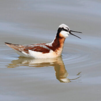 Wilson’s Phalarope
