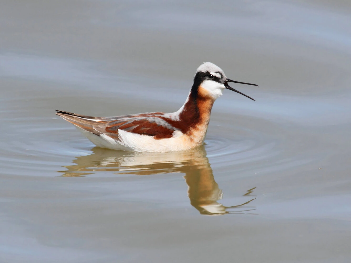 Wilsons Phalarope