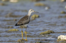 28 Shorebirds In Connecticut And Their Calls