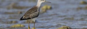 28 Shorebirds In Connecticut And Their Calls