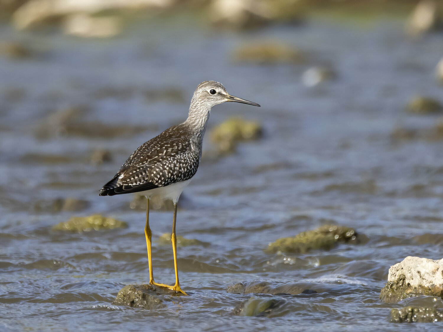 lesser yellowlegs