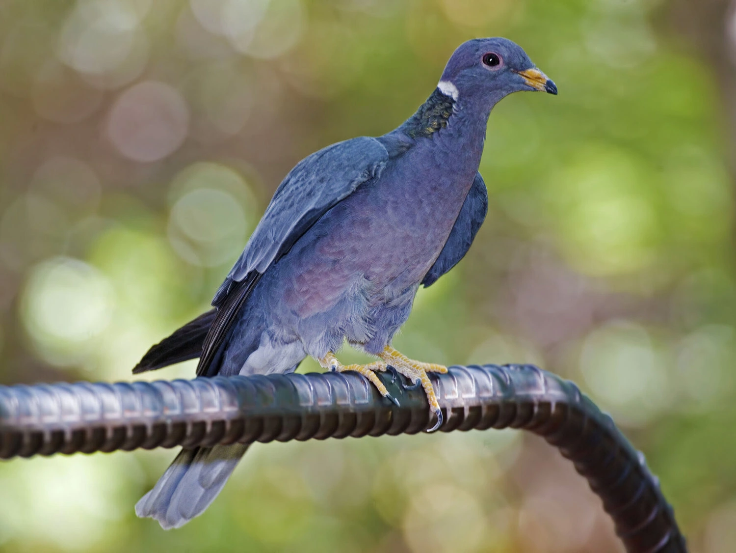 Band-Tailed Pigeon, Patagioenas fasciata