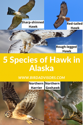 Hawks in Alaska with pictures and information for identification