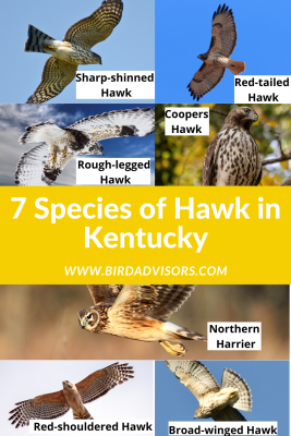Species of Hawk in Kentucky with pictures and information to help with identification