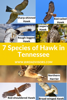 Species of Hawk in Tennessee with pictures and information for identification
