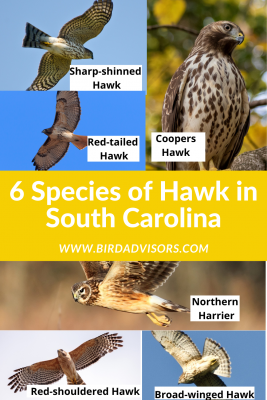 Species of Hawk in South Carolina with pictures and information for identification