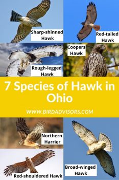 7 species of hawk in ohio with photos