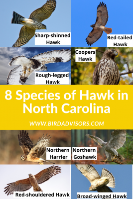 Hawks in North Carolina with pictures and information for identification