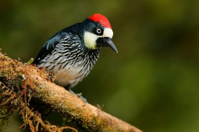 Acorn Woodpecker male