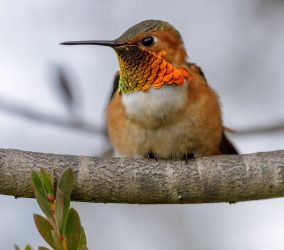 Allens hummingbird male