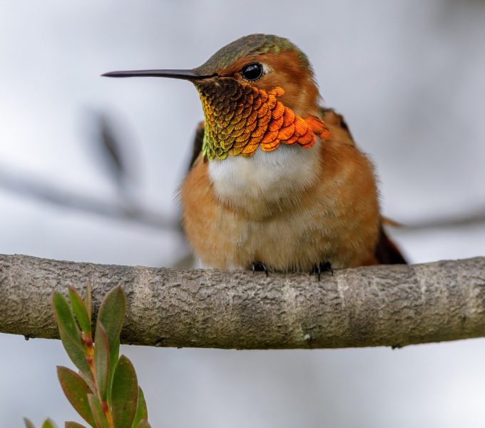 Hummingbirds North Carolina Everything You Need To Know