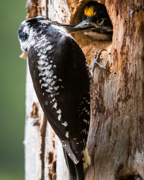American Three-toed Woodpecker