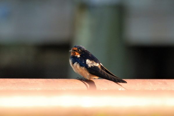 Barn Swallow