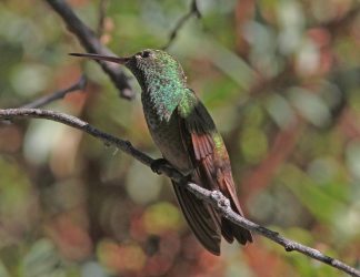 Berylline Hummingbird