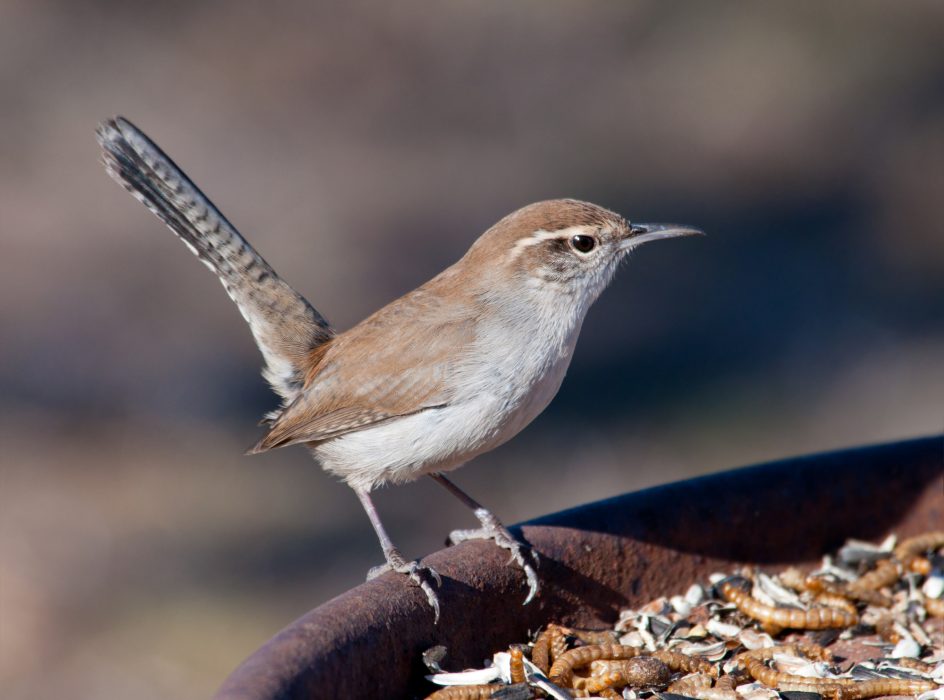 Bewick's Wren